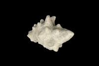 藏品(大岩螺)的圖片